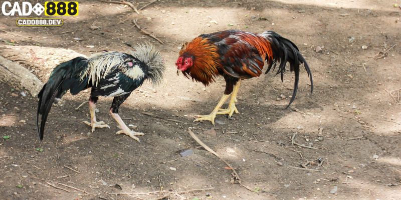 Cách xem tướng gà đá đoán đòn lối